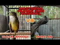 Download Lagu MASTERAN WAJIB UNTUK MURAI BATU Cucak Jenggot vs Murai Air |  Pilihan Gacor Para Juri !!