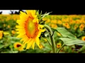 Sooryakanthi Pushpamennum Super hit old Christian Devotional song by K J Yesudas