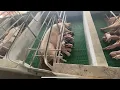 Female delivery in new modern farrowing crate M K L I V E S T O C K