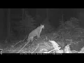 Mountain whistle