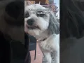 Download Lagu Wanneer de baas de échte baas meet 👑🐾 #hond #dogsoftiktok #fypシ #viral #doglover #petsoftiktok