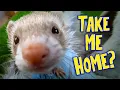 Should I Get Ferrets as Pets An Honest Beginner s Guide