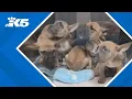 Humane Society for Tacoma and Pierce County trying to save 6 puppies found abandoned starving
