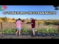 Download Lagu Dia de Podar os Tomateiros e Trocar a Rega Automática