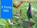 Download Lagu Tiếng Chim Đêm Tổng Hợp# Cúm Núm - Chàng Nghịch - Ốc Cao - Cà Cuốc - Chim So Đũa/lưới đem