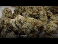 8 Citrus Marijuana Strains You Need to Try Today to Get Your Juice On