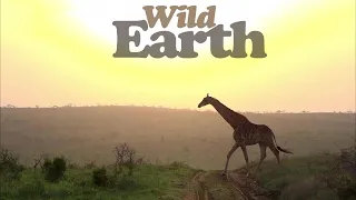 WildEarth - Sunset