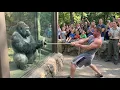 Gorilla vs Bodybuilder: Zoo Tug War Challenge You Can’t Miss! 🦍💪