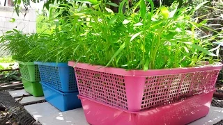 ปลูกผักบุ้งในตะกร้า 2/3 (การเตรียมน้ำสำหรับปลูก) How to hydroponic