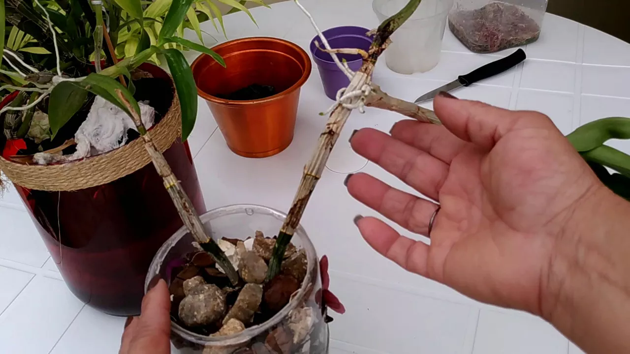 SITUAÇÃO DE RISCO PARA KEIKIS DE ORQUÍDEAS