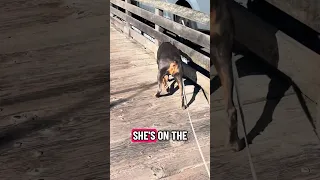 #fyp #dream #doberman #pets #rescue