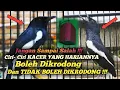 Download Lagu Ciri- Ciri KACER HARIANNYA BOLEH DIKRODONG DAN TIDAK BOLEH DIKRODONG