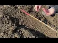 INCREASE Citizen Science Tutorial Sowing Beans in a