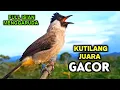 Download Lagu Langsung NYAUT - Suara Pikat Kutilang Gacor Terbaik Untuk Masteran