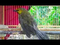 Lagu Suara ribut burung Rengganis||untuk pikat Rengganis liar