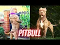 Pitbull Unique dogs Most Dangerous Dog Breed Red Nose Pitbull Dog Universe Unique Animals