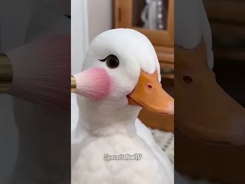 Os Segredos mais Fofos dos Patos 🦆❤️