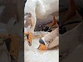 Download Lagu Suara angsa makan bikin heboh😂/Goose eating sound