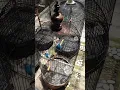 LOVEBIRD KONSLET MINOR PARUH PUTIH - KOLEKSI MARKAS LENDIR SQUAD BOGOR