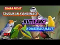 Download Lagu SUARA PIKAT TRUCUKAN RIBUT KOMBINASI KUTILANG KOMBINASI MAUT SANGAT MEMPESONA MP3 SUARA JERNIH