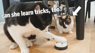 Trying to teach Pichi literally any trick