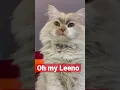 Download Lagu Brows Pusa
