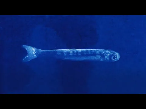 Trailer | Objects Do Not Randomly Fall From The Sky | Maria Estela Paiso