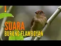 Suara Burung Flamboyan untuk Masteran | GACOR