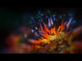 Evenings - Babe (Late Night Tales: Jon Hopkins)