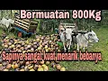 Lagu Sapi roda mengangkut kelapa