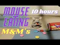 Mouse Eating M M s 10 Hours
