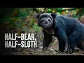 How to Survive Against the Deadliest Bear