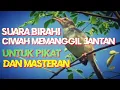 Download Lagu Pikat jitu dan pancingan ciblek sawah/ciwah / prenjak klik betina  memanggil jantan yang macet