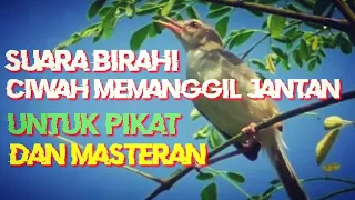 Download Pikat jitu dan pancingan ciblek sawah/ciwah / prenjak klik betina  memanggil jantan yang macet MP3