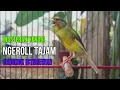 Download Lagu SUARA BURUNG Kenari GACOR PANJANG INI Cocok untuk Masteran KENARI PAUD dan Kenari Macet BUNYI