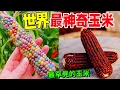 Download Lagu 最不可思議的十種玉米，小巧如同拇指，絢麗堪比寶石，玉米竟然也能長出五顔六色的葉片#玉米 #植物 #最長玉米#琉璃寶石玉米#藍玉米 #瓦哈卡绿马齿玉米#世界之最 #top10