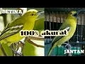 Download Lagu CARA MEMBEDAKAN BURUNG SIRTU JANTAN DAN BETINA PALING AKURAT DAN MUDAH