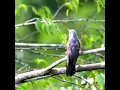 Download Lagu Suara Burung Uncuing atau Titutit