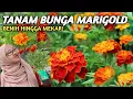 Download Lagu KEBUN LANGSUNG MERIAH! TANAM BUNGA MARIGOLD DARI BENIH HINGGA MEKAR