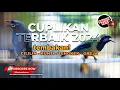 Download Lagu 🔴 Cuplikan Terbaik Masteran Juwara 2024 Cililin Cucak Cungkok Srigunting Abu Abu