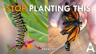 We Were Wrong About What's Killing Monarchs