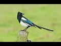 Download Lagu Burung murai eurasia