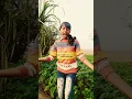 Download Lagu Patli kamariya Mora #shorts #viral #amrita Singh #trending video