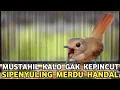 Download Lagu BURUNG TERITORIAL MERDU HARGA MURAH CUMA RATUSAN RIBU SUDAH BIKIN BAHAGIA SEUMUR HIDUP 