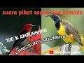 Download Lagu JAMIN PADA NGUMPUL SOGON DAN BURUNG KEMADE/CABEAN !! Suara pikat burung sogon dan burung cabean