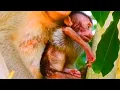 Lagu Ah Help..! The Smaller Monkey Got W--eak And Exhuasted - Mummy Only Carry Him - No Milk