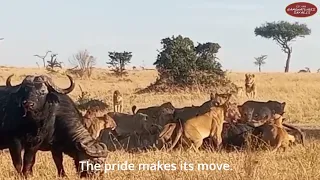 Sampu Enkare Breakaway Pride hunts Buffalo in Ol Kinyei Conservancy