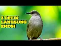 Download Lagu 1 JAM MASTERAN KAPAS TEMBAK GACOR LAGU GAMPANG DI TIRU DAN CEPAT MASUK KE BURUNG DIJAMIN !!!