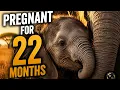 The Gentle Giant The Full Life of an African Elephant Birth to Legacy WildLens TV