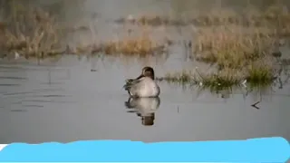 صوت انثى الحذاف دندنها